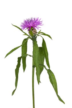 Knapweed bitkisinin yan görüntüsü, Centaurea Scabiosa, parlak mor çiçekleri ve yeşil yaprakları gösteriyor. Stüdyo çekimi. Gizli bir arkaplanda izole edilmiş.