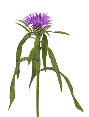 Knapweed bitkisinin yan görüntüsü, Centaurea Scabiosa, parlak mor çiçekleri ve yeşil yaprakları gösteriyor. Stüdyo çekimi. Gizli bir arkaplanda izole edilmiş.