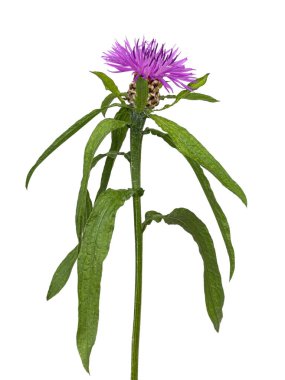 Knapweed bitkisinin yan görüntüsü, Centaurea Scabiosa, parlak mor çiçekleri ve yeşil yaprakları gösteriyor. Stüdyo çekimi. Gizli bir arkaplanda izole edilmiş.
