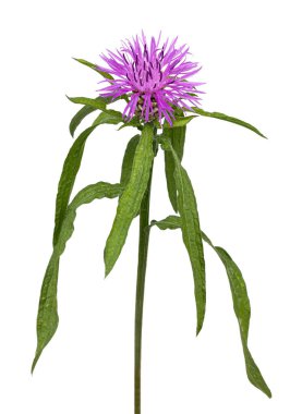 Knapweed bitkisinin yan görüntüsü, Centaurea Scabiosa, parlak mor çiçekleri ve yeşil yaprakları gösteriyor. Stüdyo çekimi. Gizli bir arkaplanda izole edilmiş.