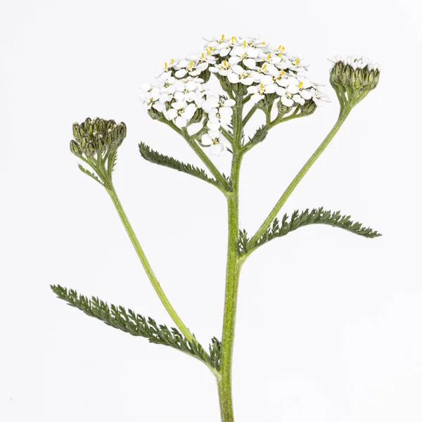 Beyaz çiçekli ve yeşil yapraklı korkuluk bitkisi. Stüdyo çekimini kapat. Beyaz arkaplanda izole edilmiş.