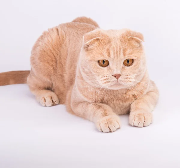 Pieghevole scozzese maschio gatto sdraiato zampe dritte — Foto Stock