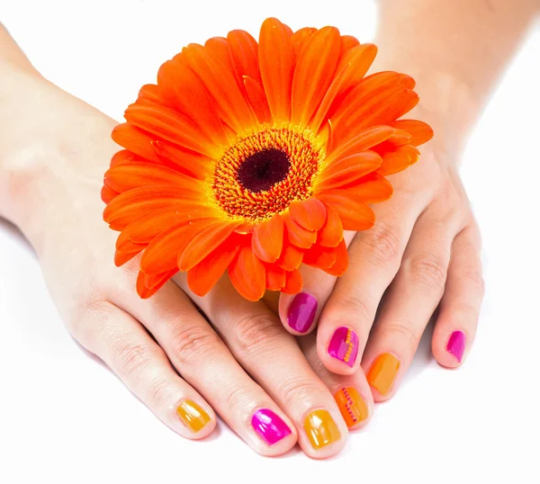 Mãos de mulher com flor de gerbera laranja — Fotografia de Stock