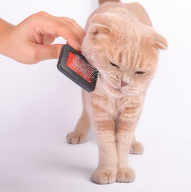 İskoç fold kedi penye