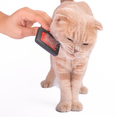 İskoç fold kedi beyaz penye