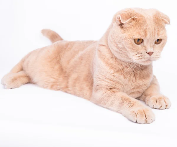 Scozzese piega gatto sdraiato sullo sfondo bianco — Foto Stock
