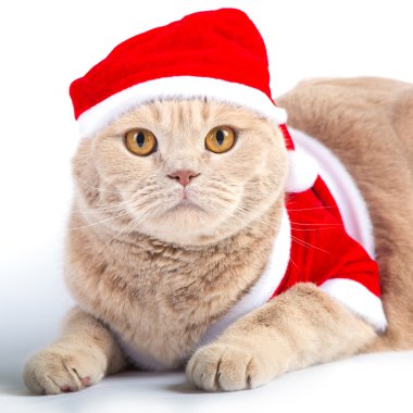 Noel Noel Baba kedi