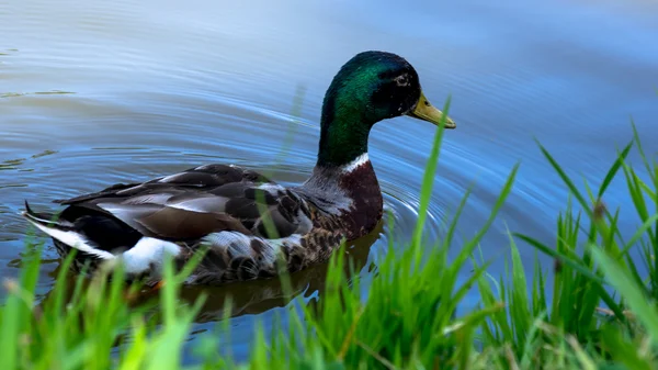 Divoký muž kachna koupání na rybníku — Stock fotografie