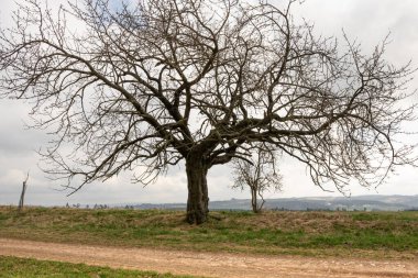 Yol kenarında elma ağacı ve açık gökyüzü