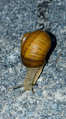 Orman yolu açık görünüm çalışan salyangoz
