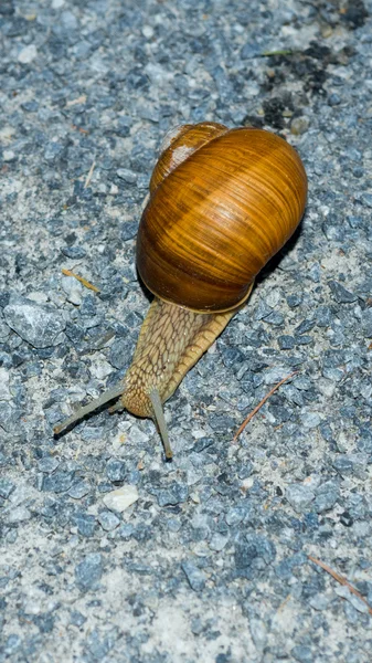 Flucht der Schnecke über die Waldstraße Frontansicht — Stockfoto