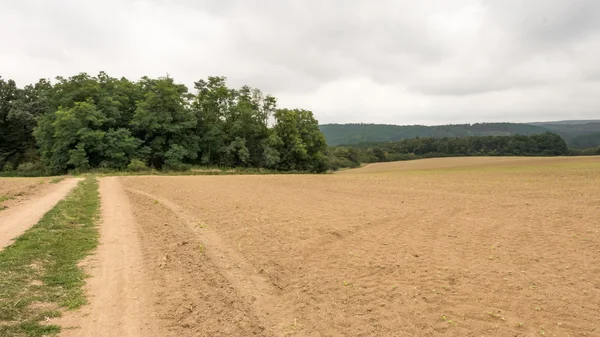 Landscape of the field after the harvest