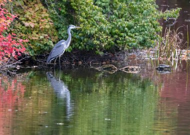 Lednice Şatosu 'nun Bahçelerinde Gri Balıkçıl