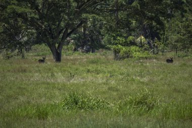 Büyük Tropikal Ağaçlarla Sunlit Yeşil Çayırında Vahşi Geyik Çayırı - Lush Grassy Field 'da Doğal Vahşi Yaşam ve Hayvan Yaşam Alanı Sahnesi
