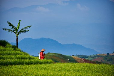 Bereketli yeşil tarlalarda yürüyen çiftçi manzaralı dağ katmanlarıyla arka planda..