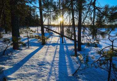 Ormanda gün batımında kış manzarası.