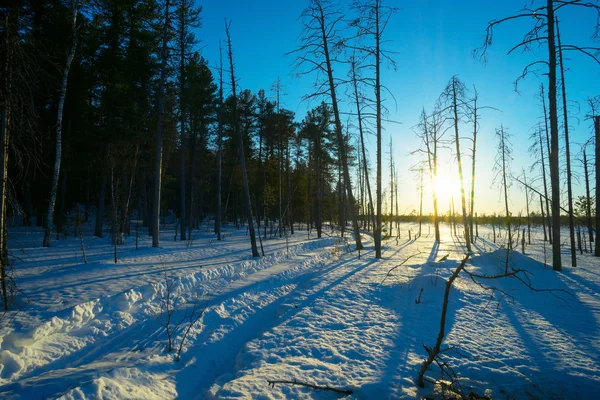Paisagem de inverno ao pôr do sol na floresta . — Fotografia de Stock