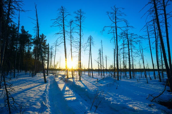 Paisagem de inverno ao pôr do sol na floresta. Faixas de Rover na neve . — Fotografia de Stock