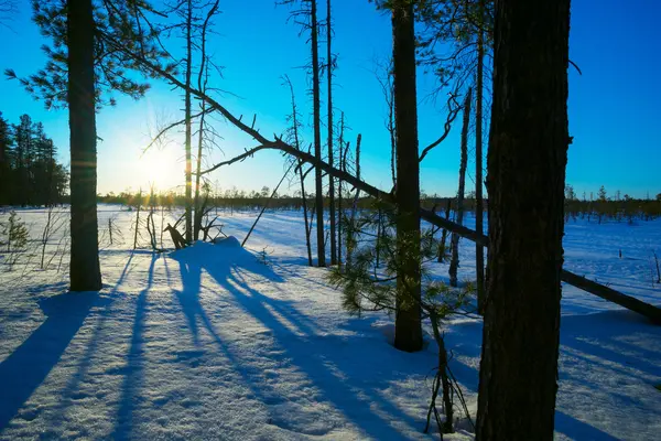 Paisagem de inverno ao pôr do sol na floresta . — Fotografia de Stock