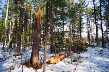 Kış ormanda kırık eski sedir ağacı.