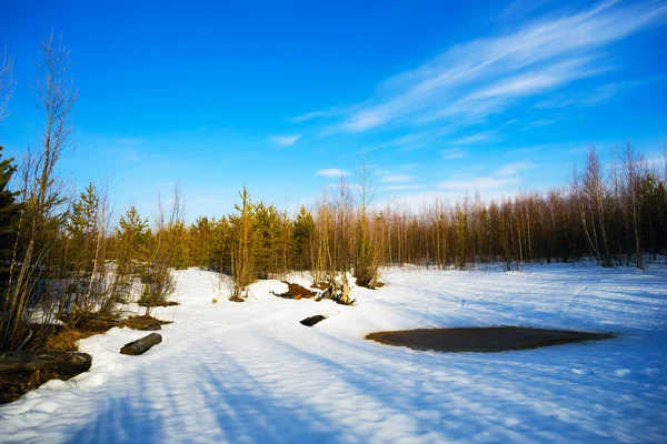 Patches descongelados primavera em uma clareira florestal com longas sombras das árvores . — Fotografia de Stock