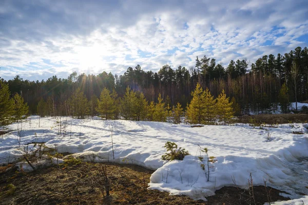 O sol da primavera aquece a neve perto da floresta . — Fotografia de Stock