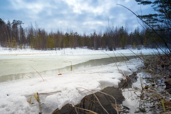 Bra snö tinade patch i skogen våren. — Stockfoto