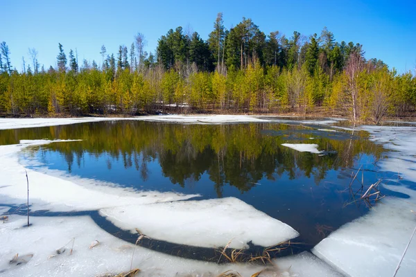 Jarní krajina, lesní jezero. — Stock fotografie