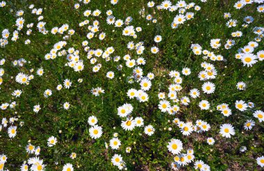 Bir alanda çiçek papatya.