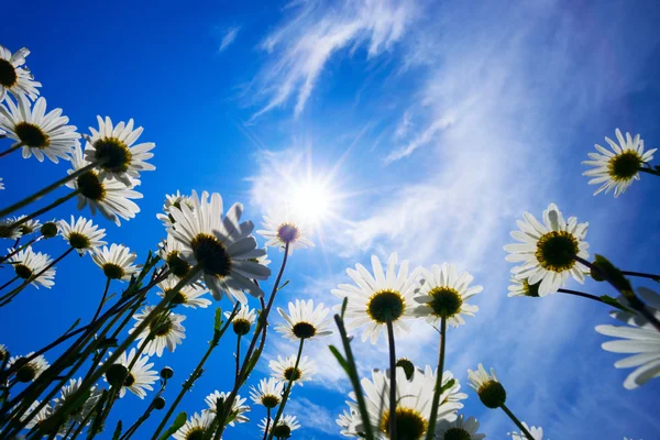 Daisies on a background of Sunny sky. — Stock Photo, Image