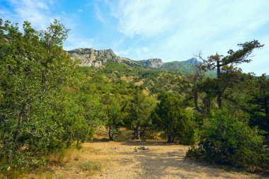 Kırım dağlarında bir orman glade .