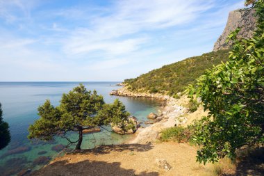 Deniz manzarası. Karadeniz üzerinde ardıç.
