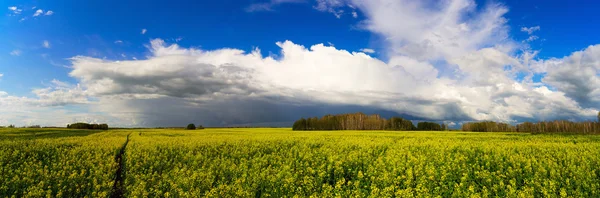 Gele velden van bloeiende koolzaad. Panorama. — Stockfoto