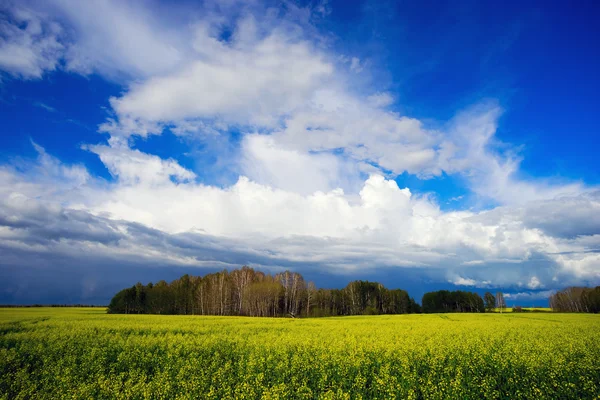 Gult fält av blommande raps . — Stockfoto