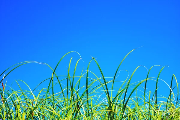 Hierba sobre fondo cielo azul . —  Fotos de Stock