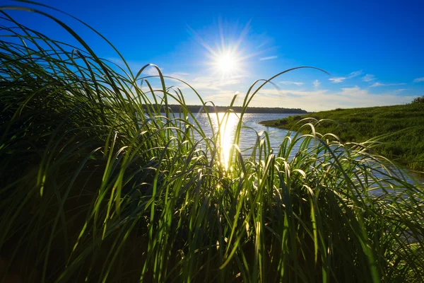 El sol brillante que brilla a través de la hierba en las orillas del río Ob . — Foto de Stock