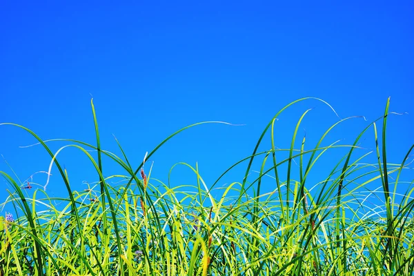 Hierba sobre fondo cielo azul . —  Fotos de Stock