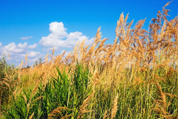 The stems of reeds on a background  blue sky with clouds. Stock Picture