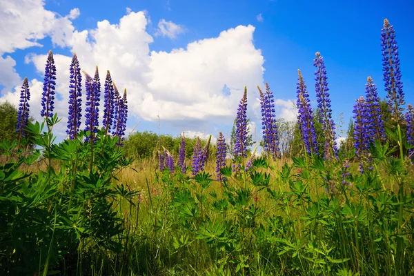 Květy modrofialové lupine proti obloze. — Stock fotografie