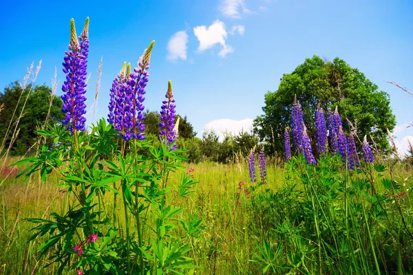 Fiori lupino blu-viola contro il cielo . — Foto Stock