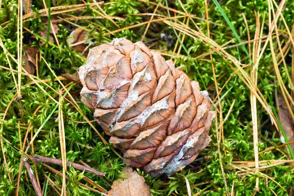 Knobbel van Siberische ceder in het bos . — Stockfoto