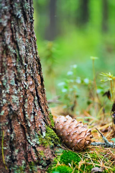 Pedaço de cedro siberiano na floresta sob a árvore . — Fotografia de Stock