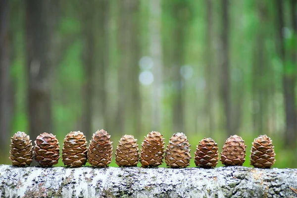Cedar-kjegler stilt opp på en stokk  . – stockfoto