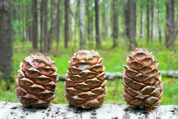 Drie kegels van de Siberische ceder in het bos. — Stockfoto