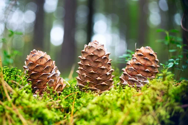 Three cones of the Siberian cedar in the forest. Stock Image