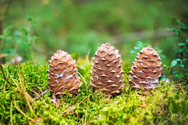Three cones of the Siberian cedar in the forest. Royalty Free Stock Images