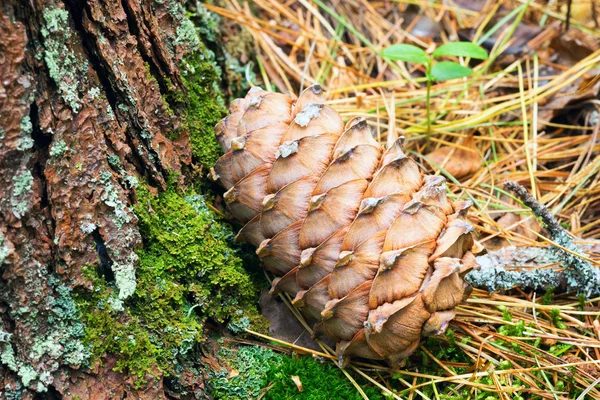 Terrón de cedro siberiano en el bosque bajo el árbol . — Foto de Stock