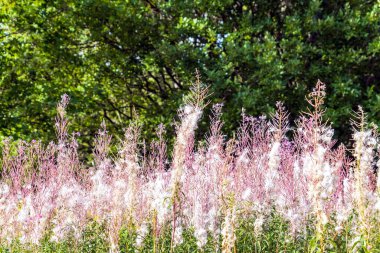 İvan çayı solmuş, açık bir alanda bembeyaz..