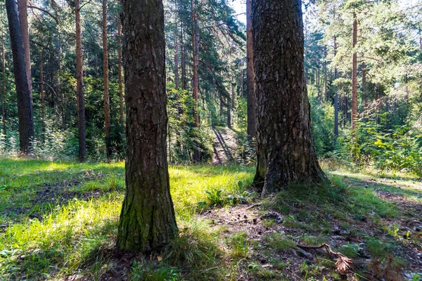 松树林 在阳光照耀的森林中的一片空地上 — 图库照片