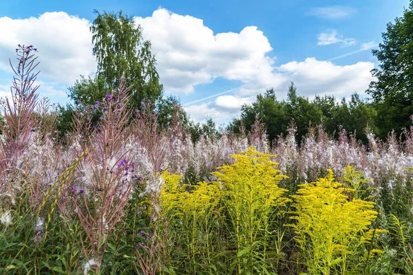 Altın Saplı Sarı Çiçekler Söğüt Kabuğundan Kabarık Saplar Sunny Glade — Stok fotoğraf